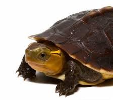 Baby Ceram Asian Box Turtle
