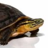 Sulawesi Asian Box Turtle