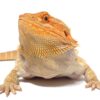 buy bearded dragon