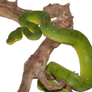 Anaconda Phase Emerald Tree Boa