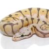 Baby Killer Bee Scaleless