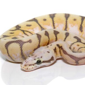 Baby Killer Bee Scaleless