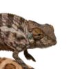 baby panther chameleon for sale