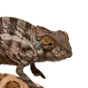 baby panther chameleon for sale