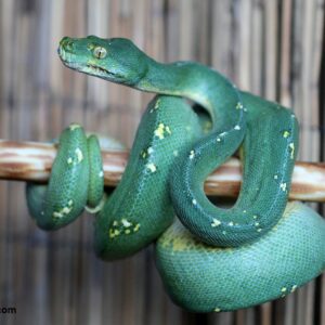 Mountain Green Tree Python