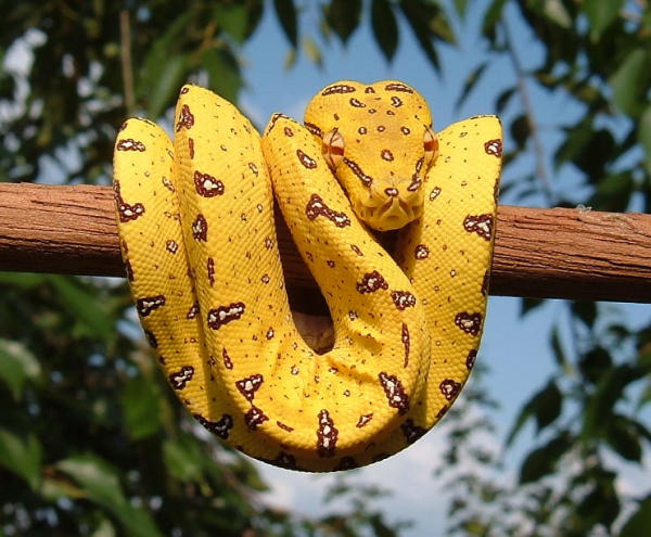 green-tree-python.jpeg