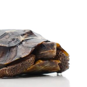 Home’s Hingeback Tortoise