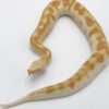 Baby Sumatran Blood Python