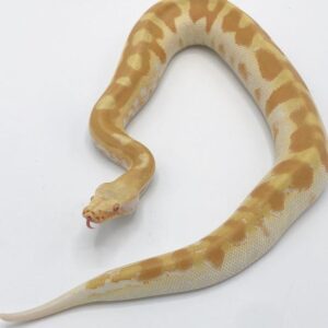 Baby Sumatran Blood Python