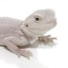 Hypo Zero Bearded Dragon