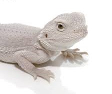 Hypo Zero Bearded Dragon