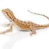 Dunner Leatherback Bearded Dragon