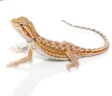 Dunner Leatherback Bearded Dragon