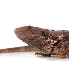 oaxacan spiny tailed iguana