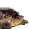 narrow bridged musk turtle​
