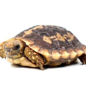 Baby Pancake Tortoise