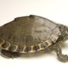 Pearl River Map Turtle