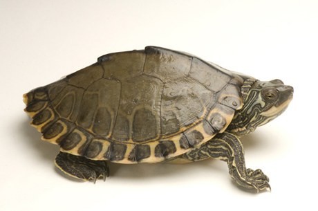 Pearl River Map Turtle
