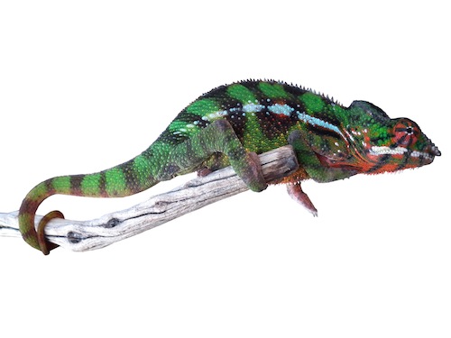 Sambava Panther Chameleon