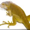 Yearling hypo iguana 1