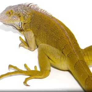 Yearling hypo iguana 1