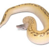 Yearling Ivory Blood Python