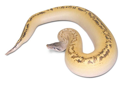 Yearling Ivory Blood Python Yearling Ivory Blood Python