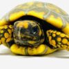 yellowfoot tortoise