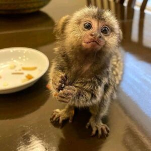 marmoset monkey for sale