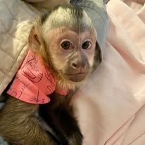 capuchin monkey for sale