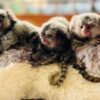 marmoset monkey for sale