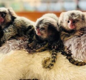 marmoset monkey for sale