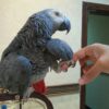 female african grey for sale