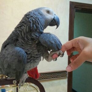 female african grey for sale