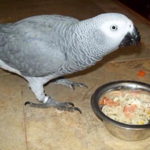 female african grey for sale
