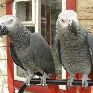 where to buy african grey parrot