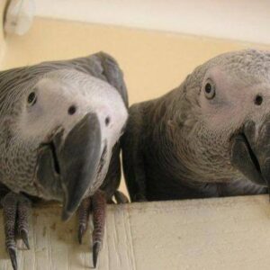 where to buy african grey parrot