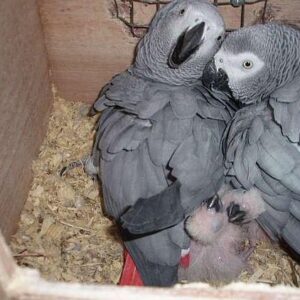 african grey parrots for sale