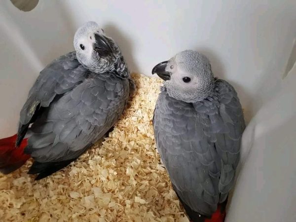 african grey parrots for sale