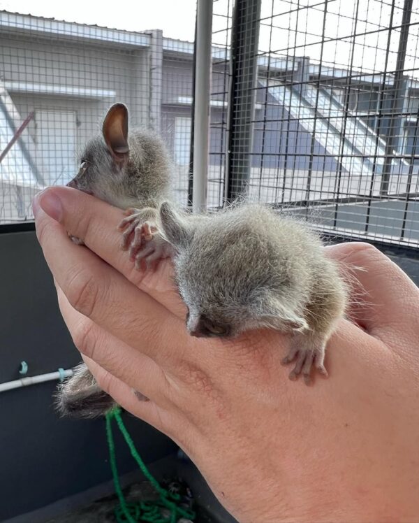 bush babies | where to buy a bush baby | best bush babies