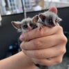 bush babies