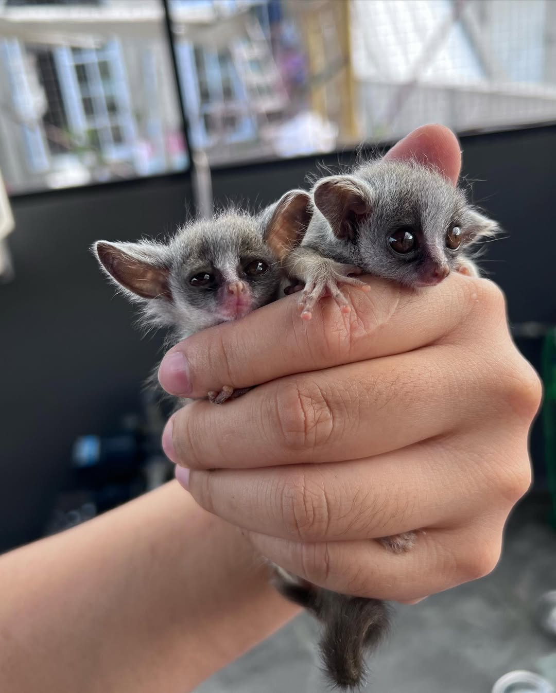 bush babies