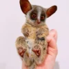 galago primates