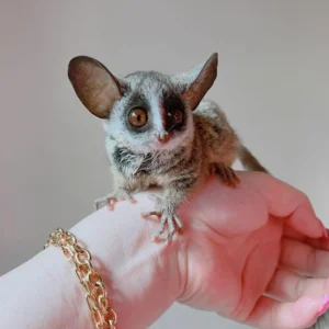 galagos bushbaby