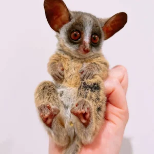 galago primates