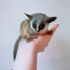 bushbaby for sale