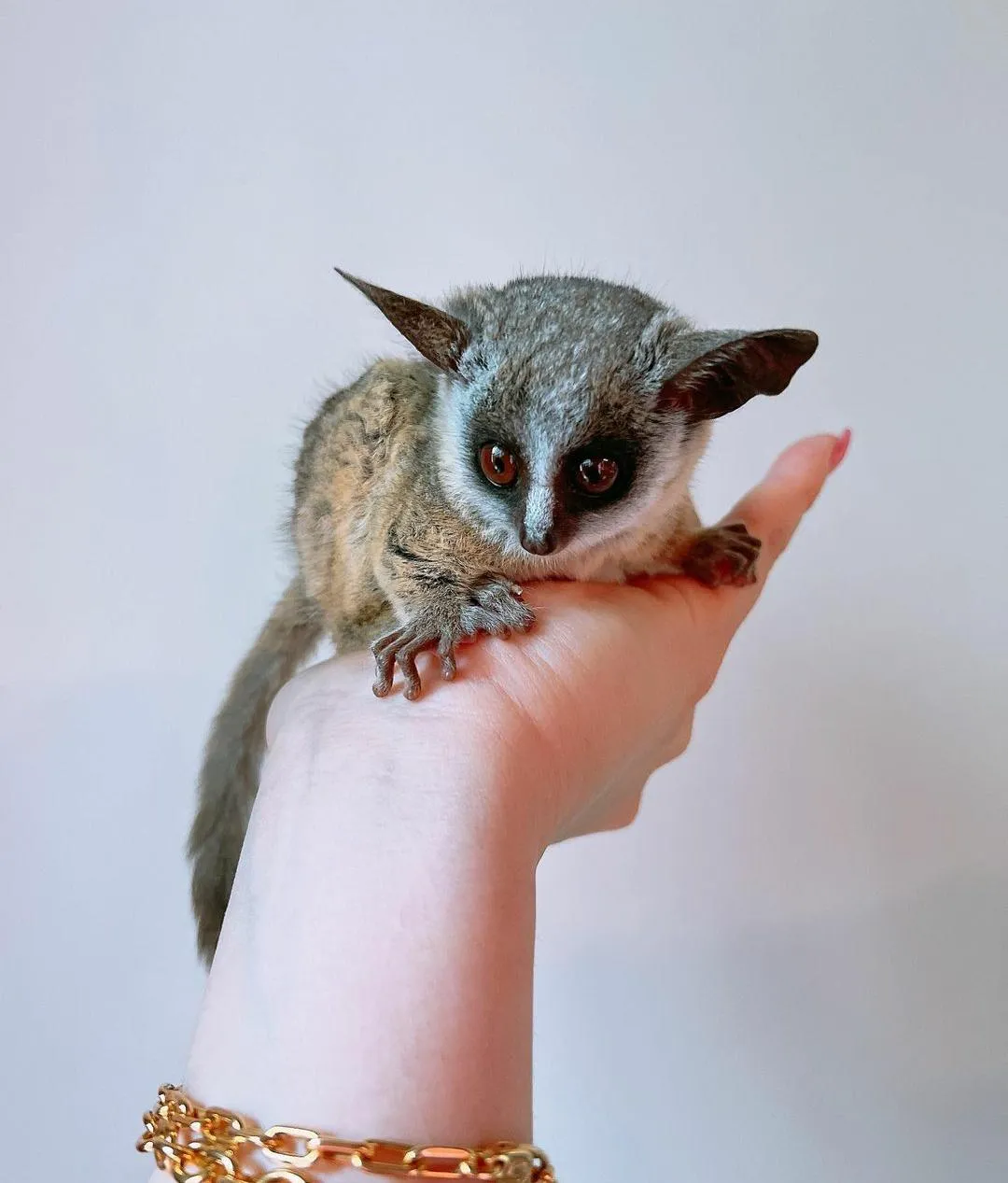 bushbaby for sale
