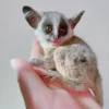 bush baby