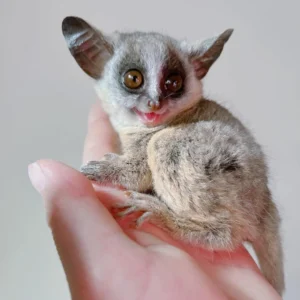 bush baby
