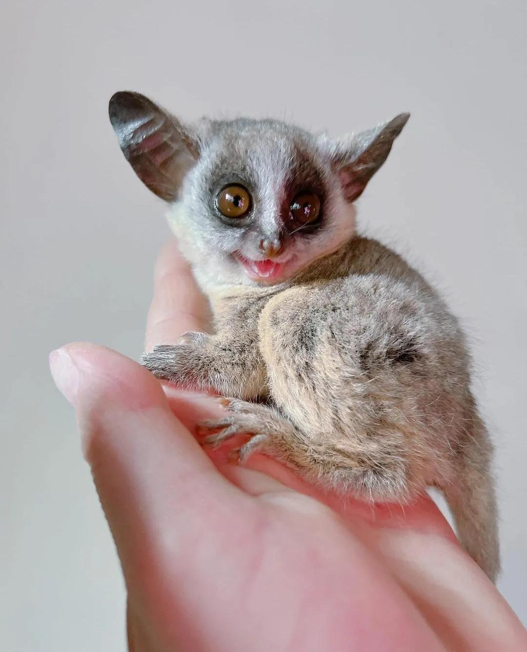 bush baby bush baby